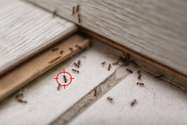 Best Residential Pest Control  in Woodlawn, VA