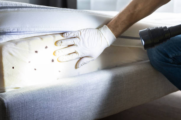 Best Affordable Exterminators  in Woodlawn, VA