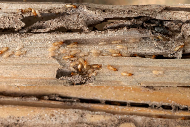 Best Affordable Pest Control Services  in Woodlawn, VA