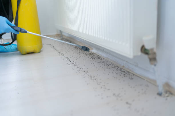 Reliable Woodlawn, VA Pest Control Solutions