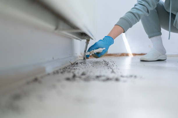 Flea Control Services in Woodlawn, VA